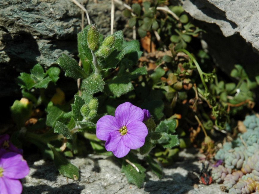 Rossovioletti - Aubrieta cfr. deltoidea